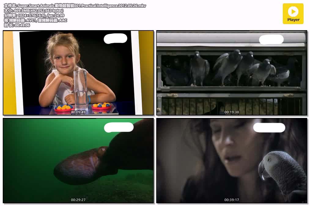 Super.Smart.Animals.動物超智能E01.Practical.Intelligence.2012.05.26.mkv.jpg