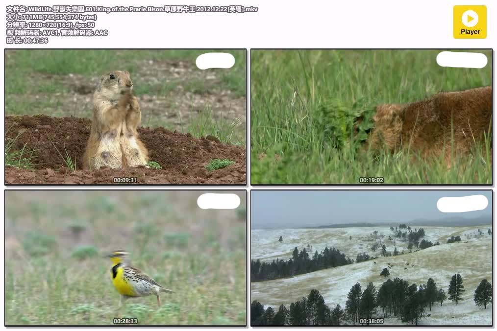 WildLife.野獸失樂園.E01.King.of.the.Prarie.Bison.草原野牛王.2012.12.22[英粵].mkv.jpg