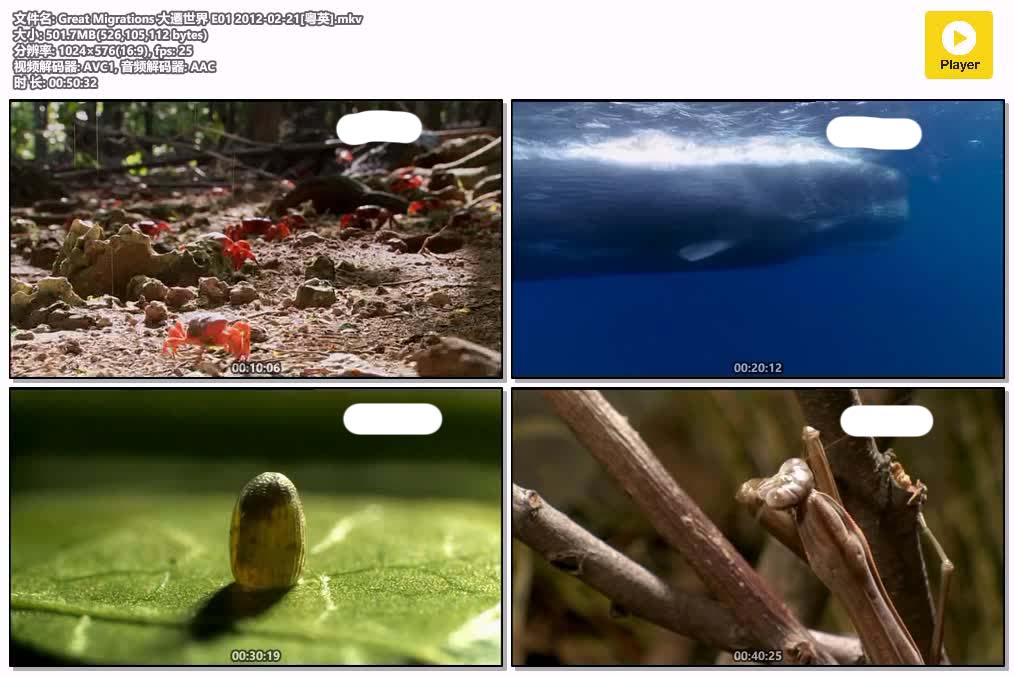 Great Migrations 大遷世界 E01 2012-02-21[粤英].mkv.jpg