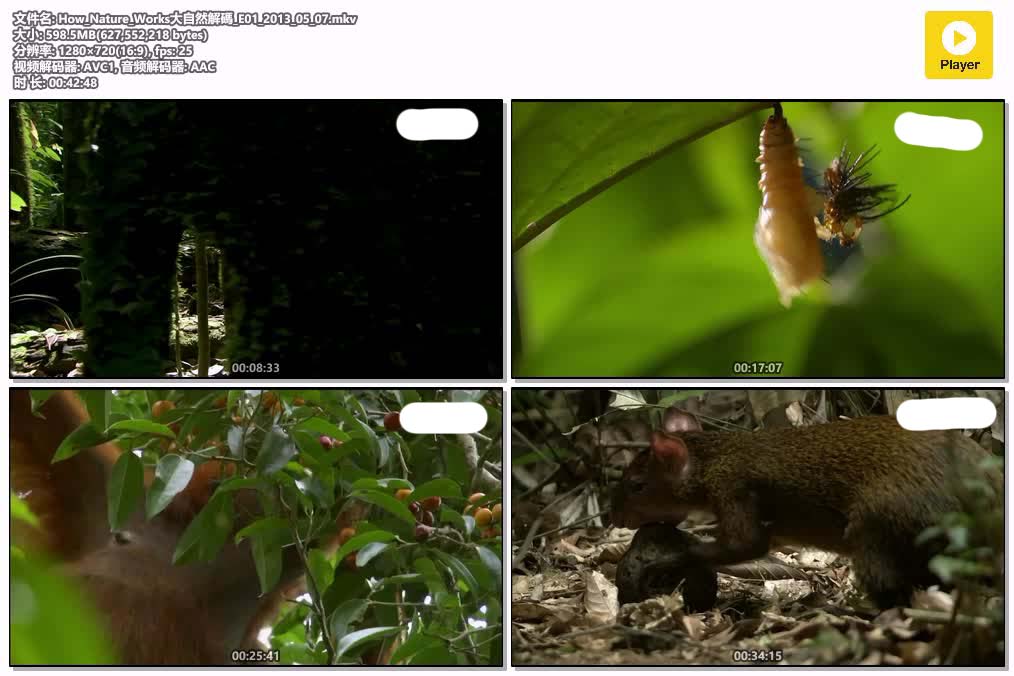 How_Nature_Works大自然解碼_E01_2013_05_07.mkv.jpg