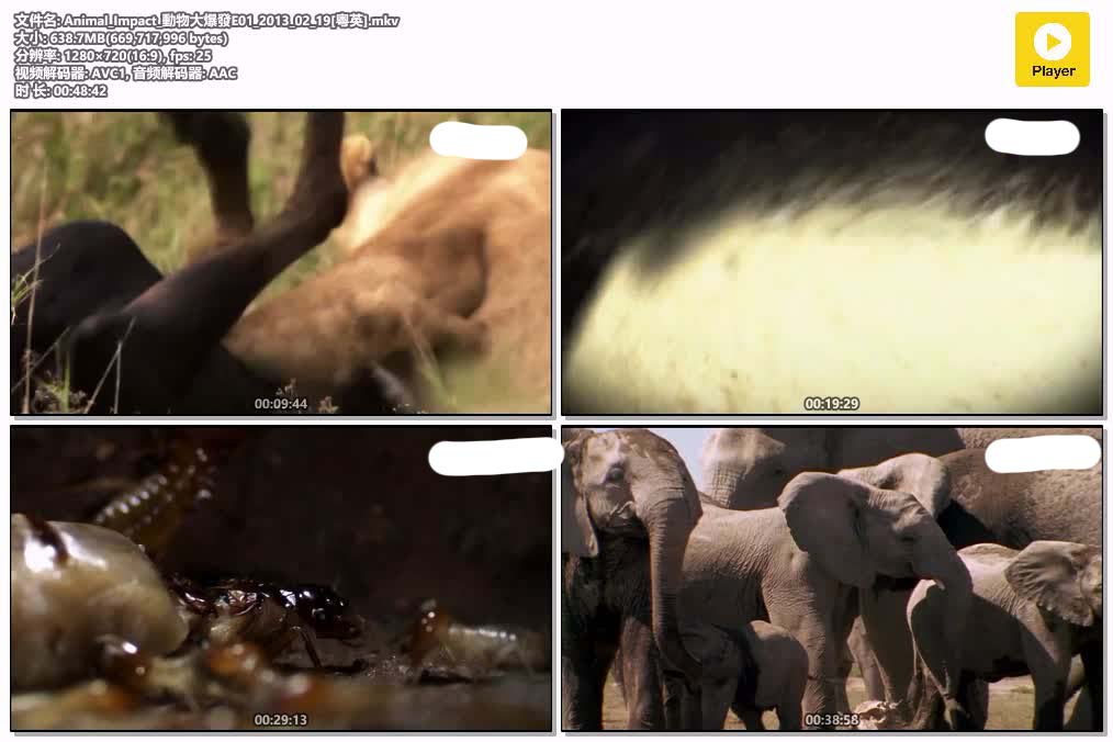 Animal_Impact_動物大爆發E01_2013_02_19[粤英].mkv.jpg
