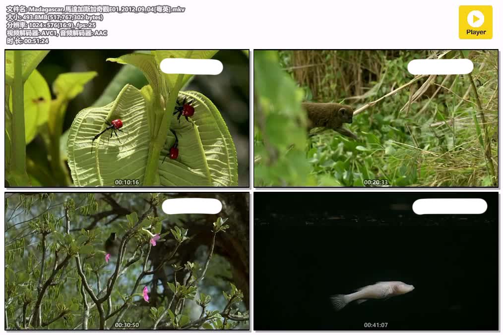 Madagascar_馬達加斯加奇觀E01_2012_09_04[粤英].mkv.jpg