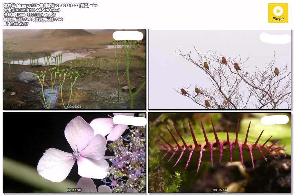 history.of.life.生命啟航e01.2012.12.22[粤英].mkv.jpg