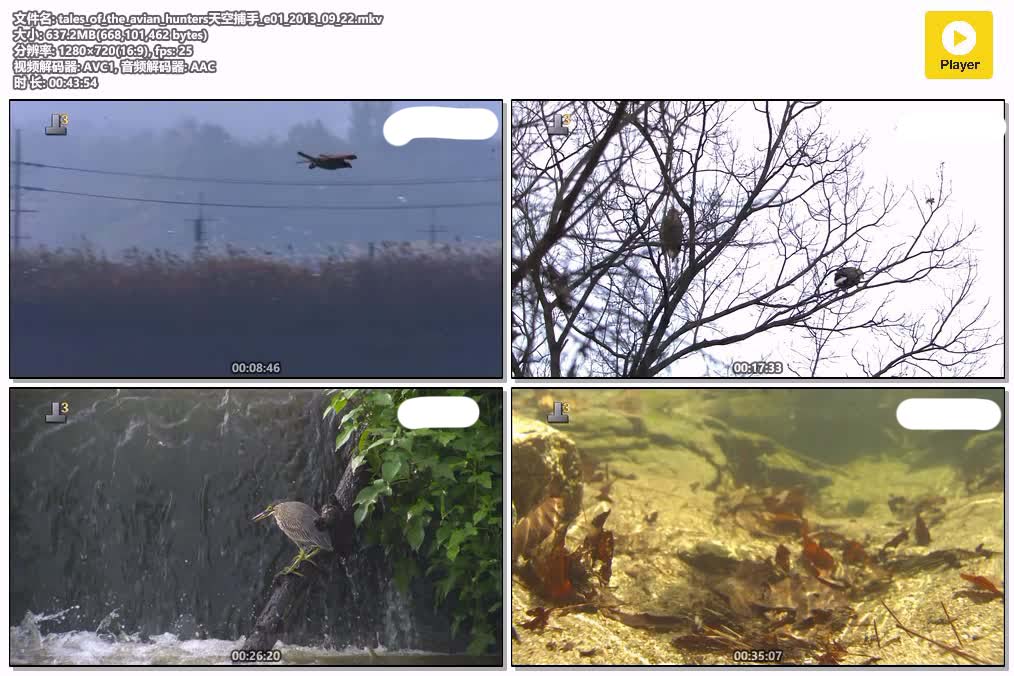tales_of_the_avian_hunters天空捕手_e01_2013_09_22.mkv.jpg