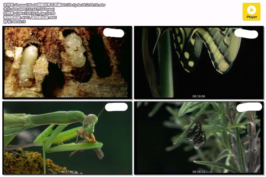 Unusual.World微觀世界不思議E03.Life.Cycle.2012.03.10.mkv.jpg