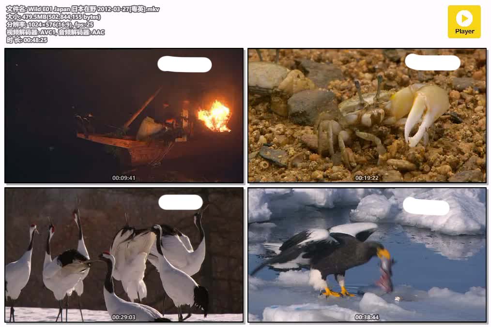 Wild E01 Japan 日本在野 2012-03-27[粵英].mkv.jpg