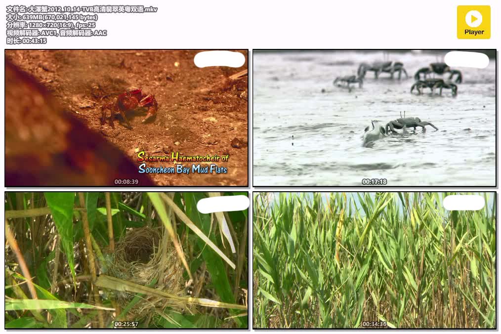 大澤蟹2012_10_14-TVB高清翡翠英粤双语.mkv.jpg
