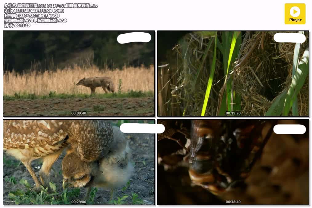 動物愛回家2013_04_16-TVB明珠粤英双语.mkv.jpg