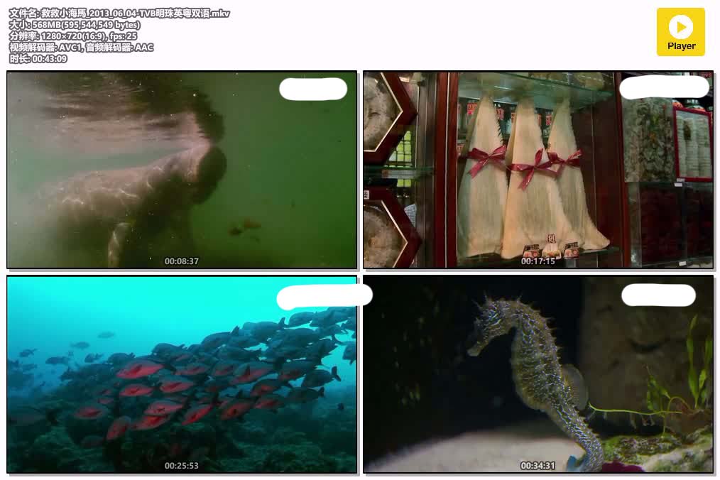 救救小海馬_2013_06_04-TVB明珠英粤双语.mkv.jpg