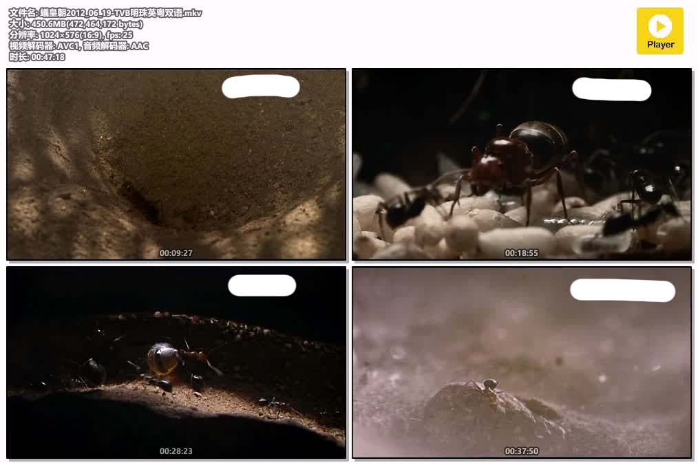 蟻皇朝2012_06_19-TVB明珠英粤双语.mkv.jpg