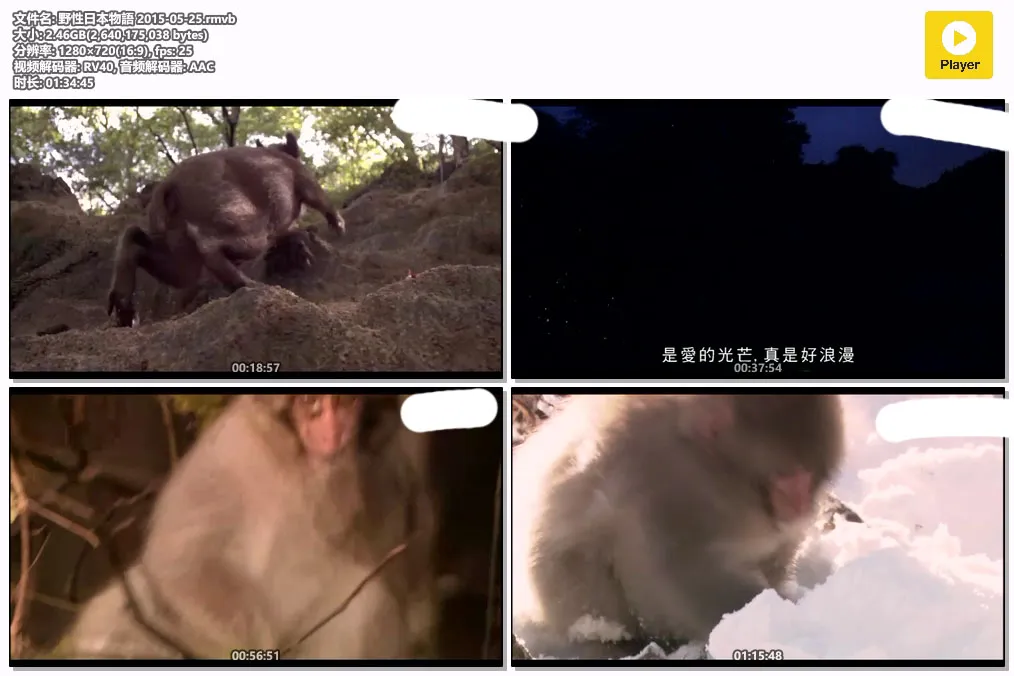 野性日本物語 2015-05-25.rmvb.webp
