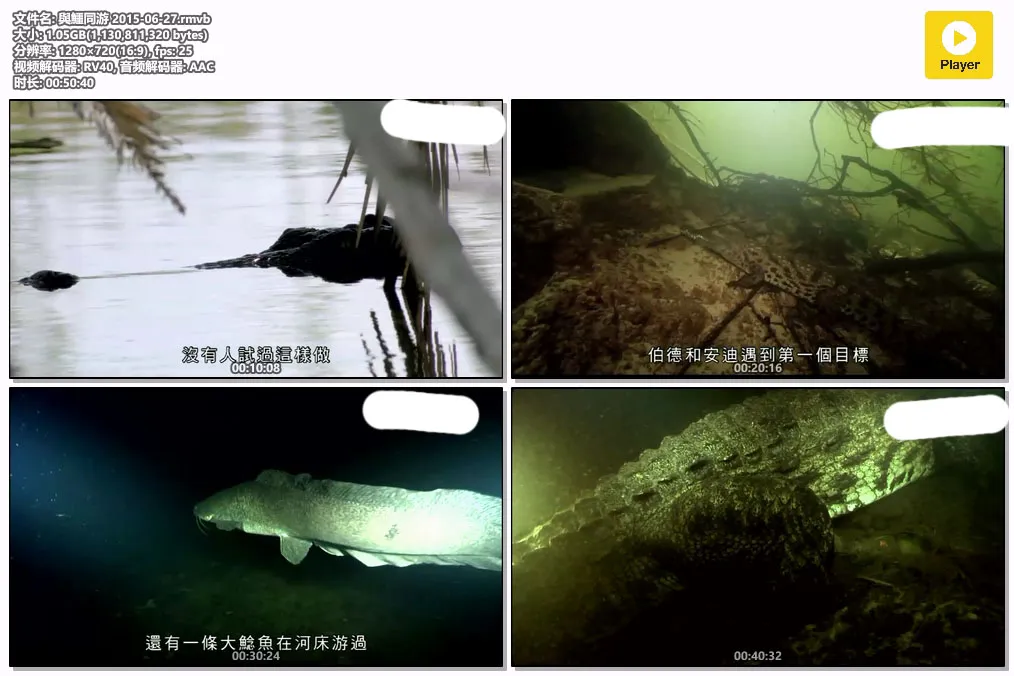 與鱷同游 2015-06-27.rmvb.webp