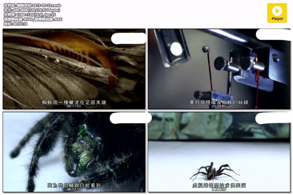 蜘蛛百科 2015-05-23.rmvb.webp