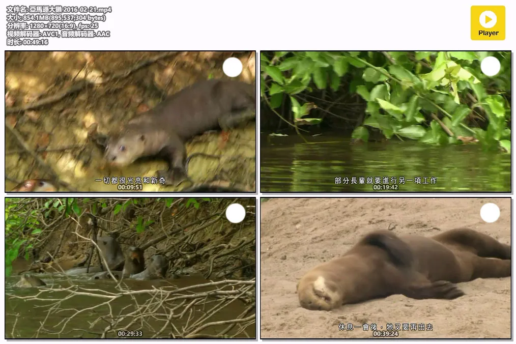 亞馬遜大獺 2016-02-21.mp4.webp