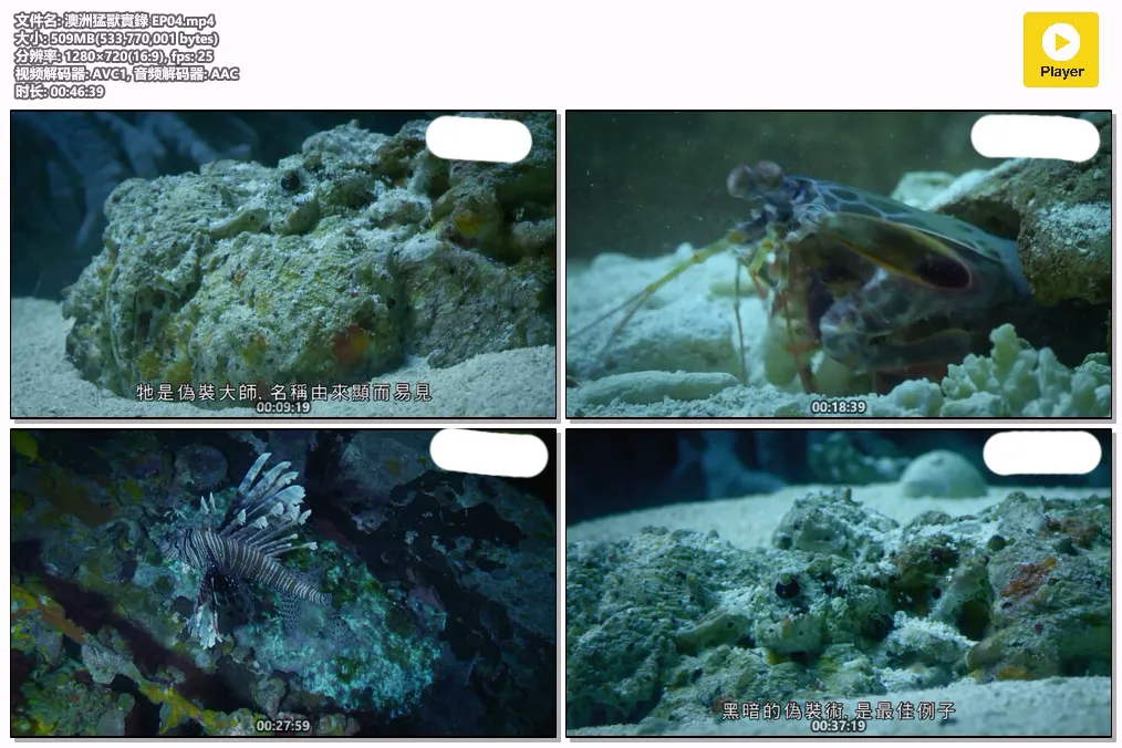 澳洲猛獸實錄 EP04.mp4.webp