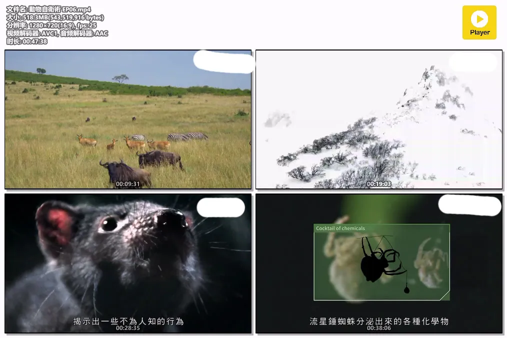 動物自衛術 EP06.mp4.webp