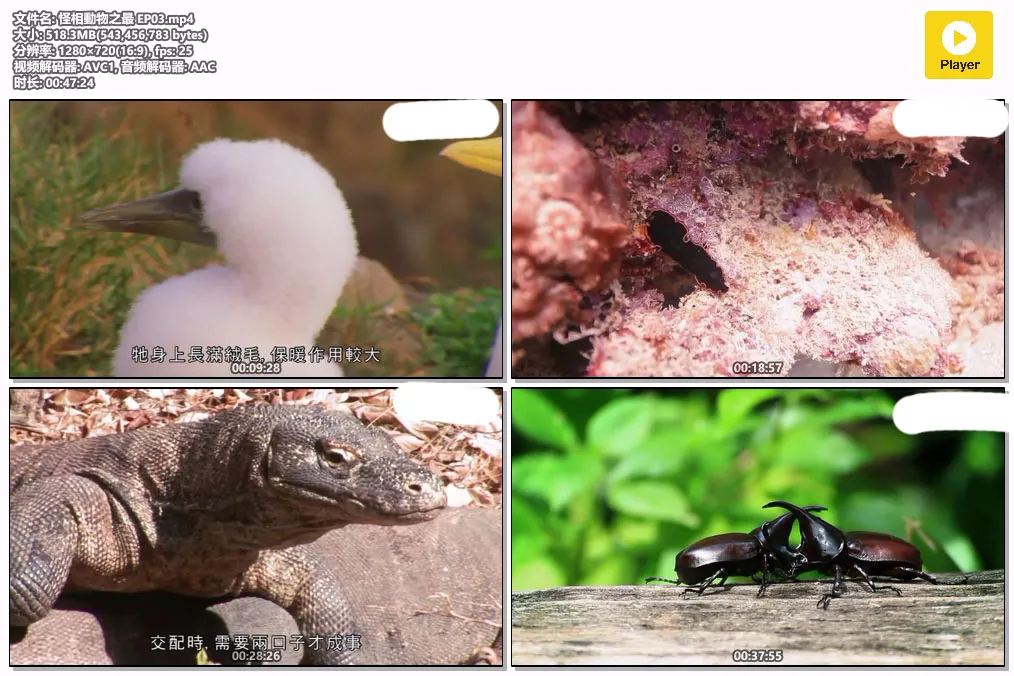 怪相動物之最 EP03.mp4.webp