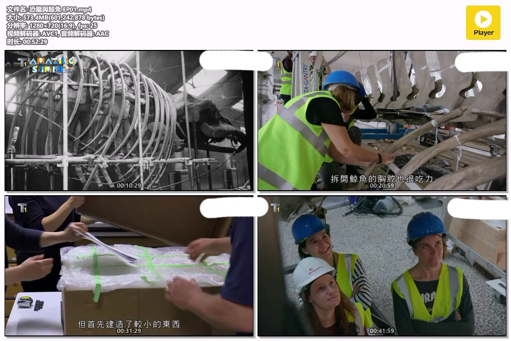 恐龍與鯨魚 EP01.mp4.webp