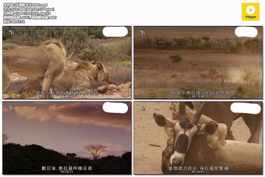 沙漠獅子王 EP02.mp4.webp