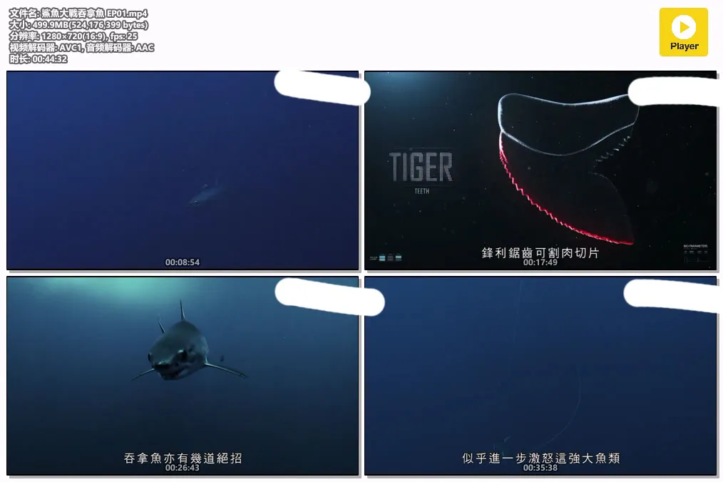 鯊魚大戰吞拿魚 EP01.mp4.webp