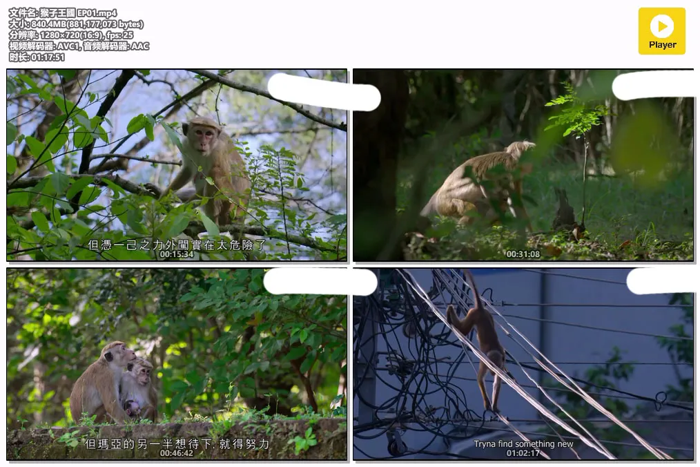 猴子王國 EP01.mp4.webp