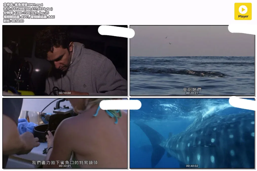 鯊魚背後 EP01.mp4.webp