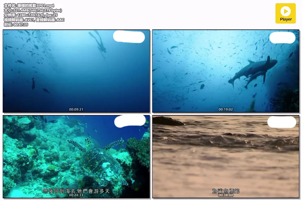 珊瑚的搖籃 EP01.mp4.webp