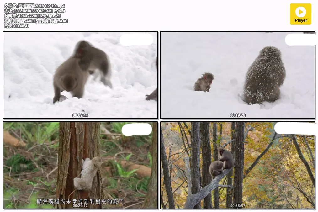 雪地靈猴 2018-02-19.mp4.webp