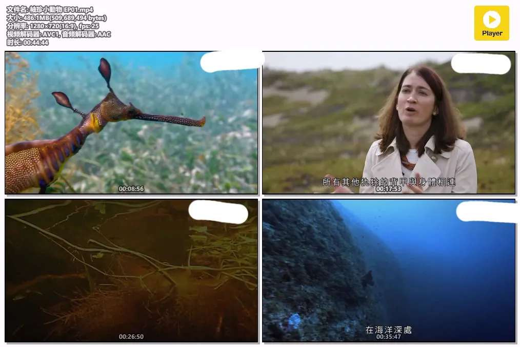 袖珍小動物 EP01.mp4.webp