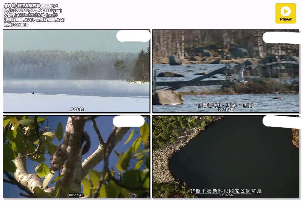 野性波羅的海 EP03.mp4.webp