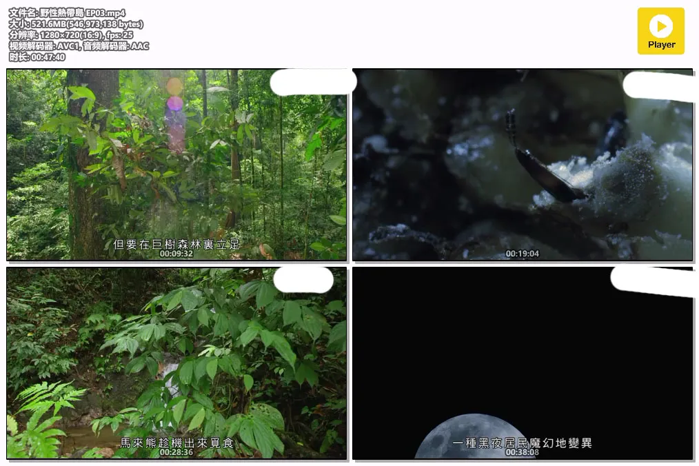 野性熱帶島 EP03.mp4.webp
