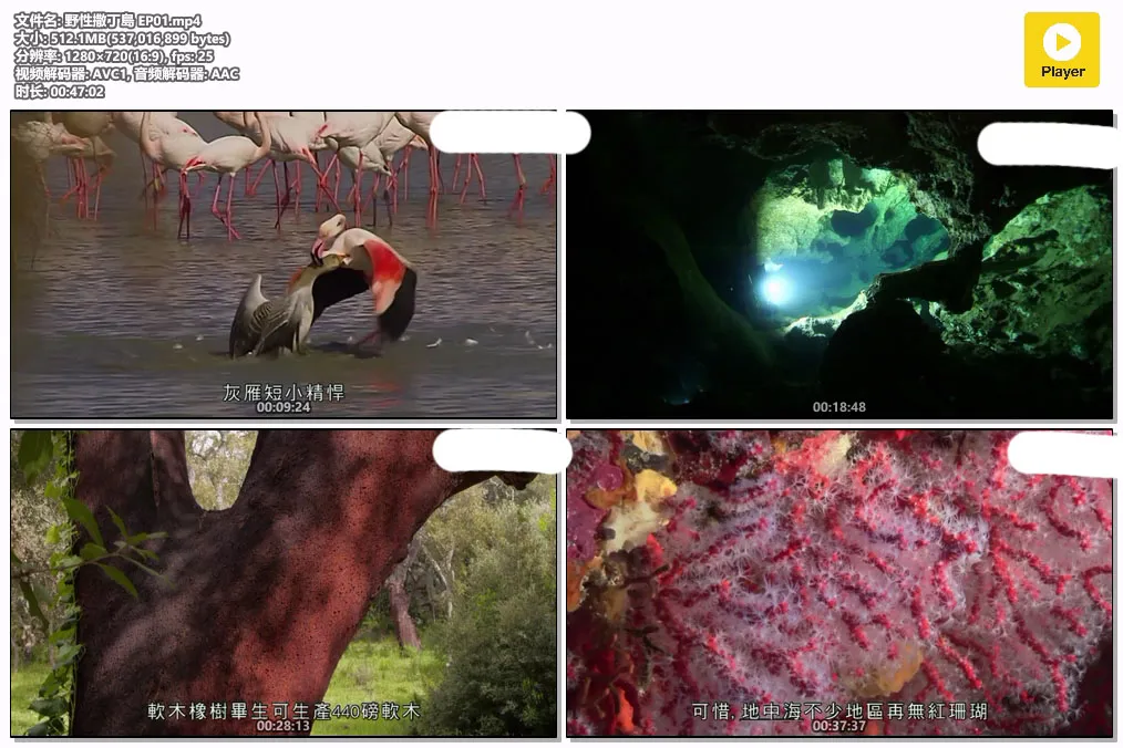 野性撒丁島 EP01.mp4.webp