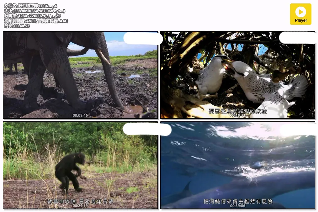 野性特工隊 EP04.mp4.webp