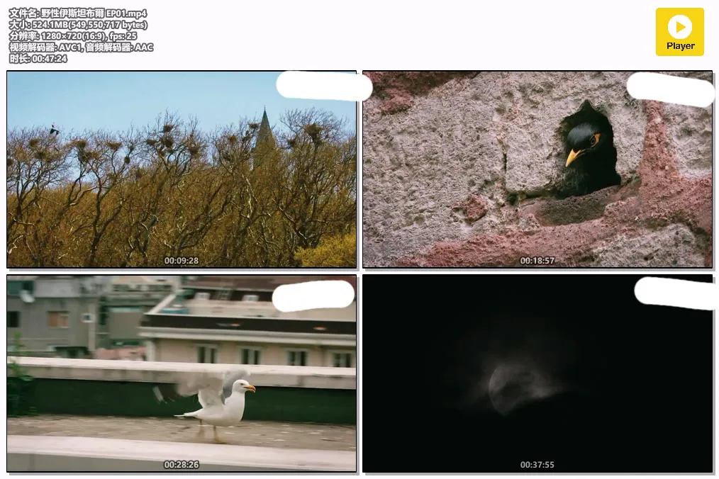 野性伊斯坦布爾 EP01.mp4.webp