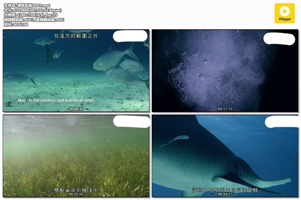 瀕危巨鯊 EP01.mp4.webp