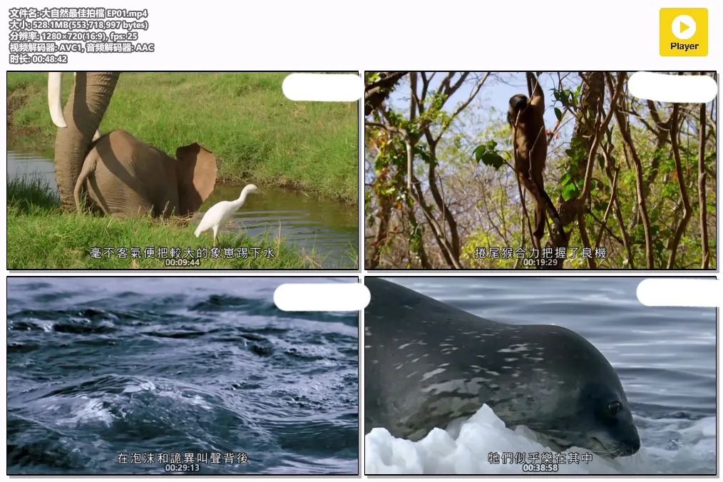 大自然最佳拍檔 EP01.mp4.webp