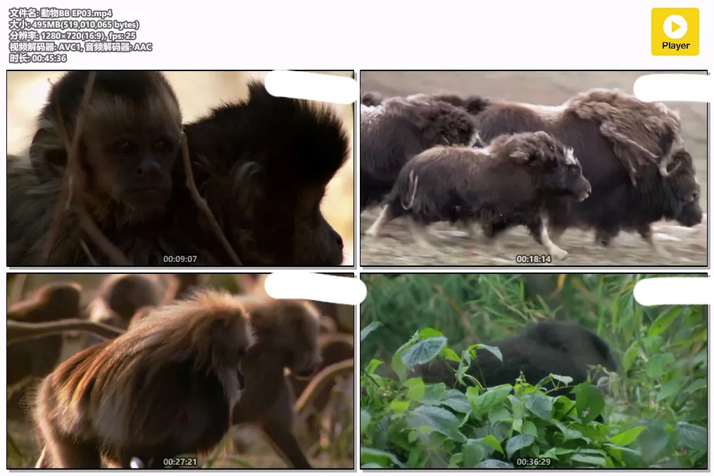 動物BB EP03.mp4.webp