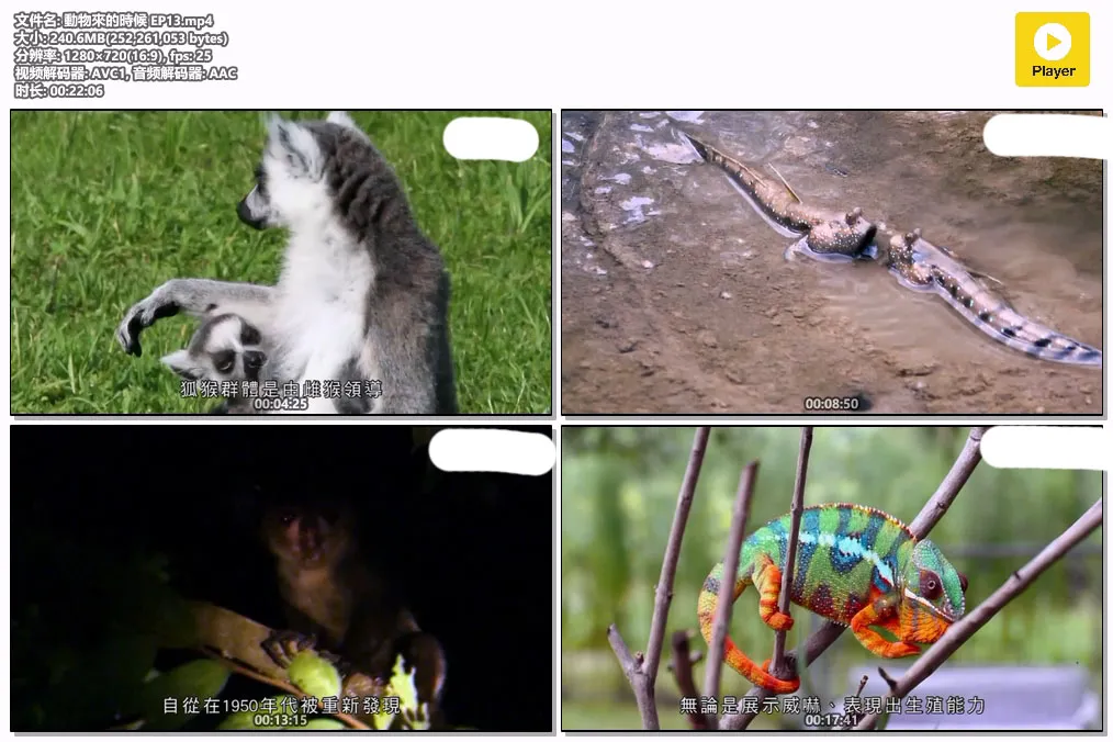 動物來的時候 EP13.mp4.webp