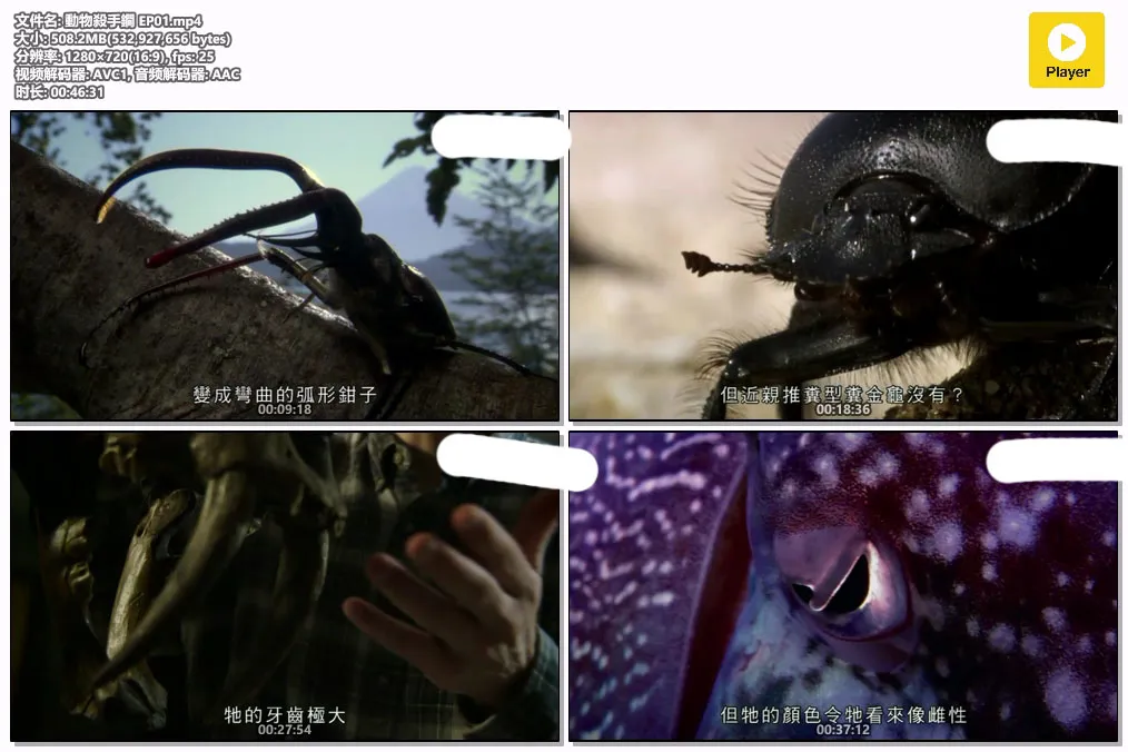 動物殺手鐧 EP01.mp4.webp