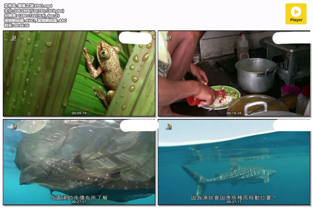 鯨鯊之謎 EP01.mp4.webp