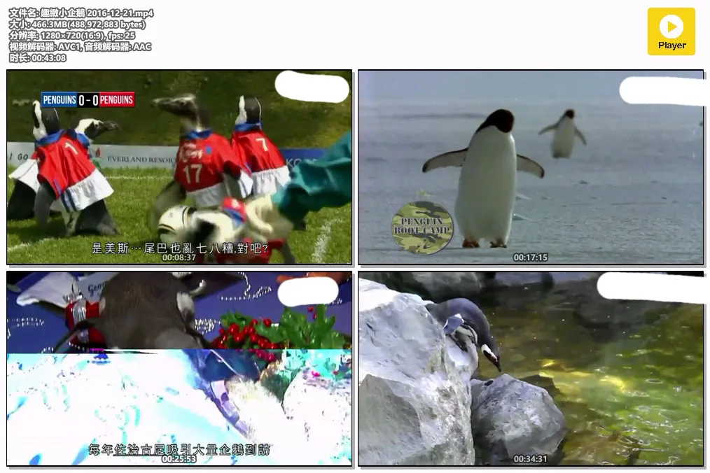 趣緻小企鵝 2016-12-21.mp4.webp