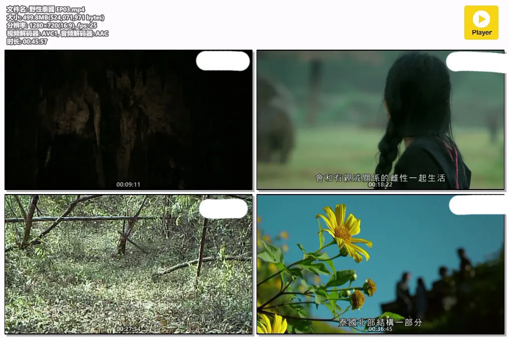 野性泰國 EP03.mp4.webp