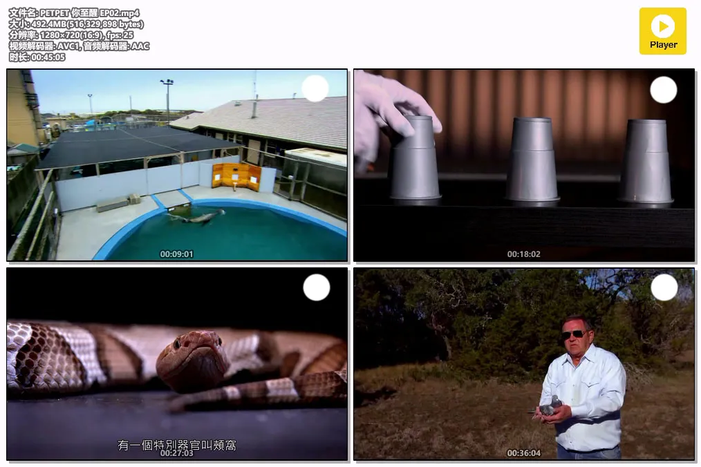 PETPET 你至醒 EP02.mp4.webp