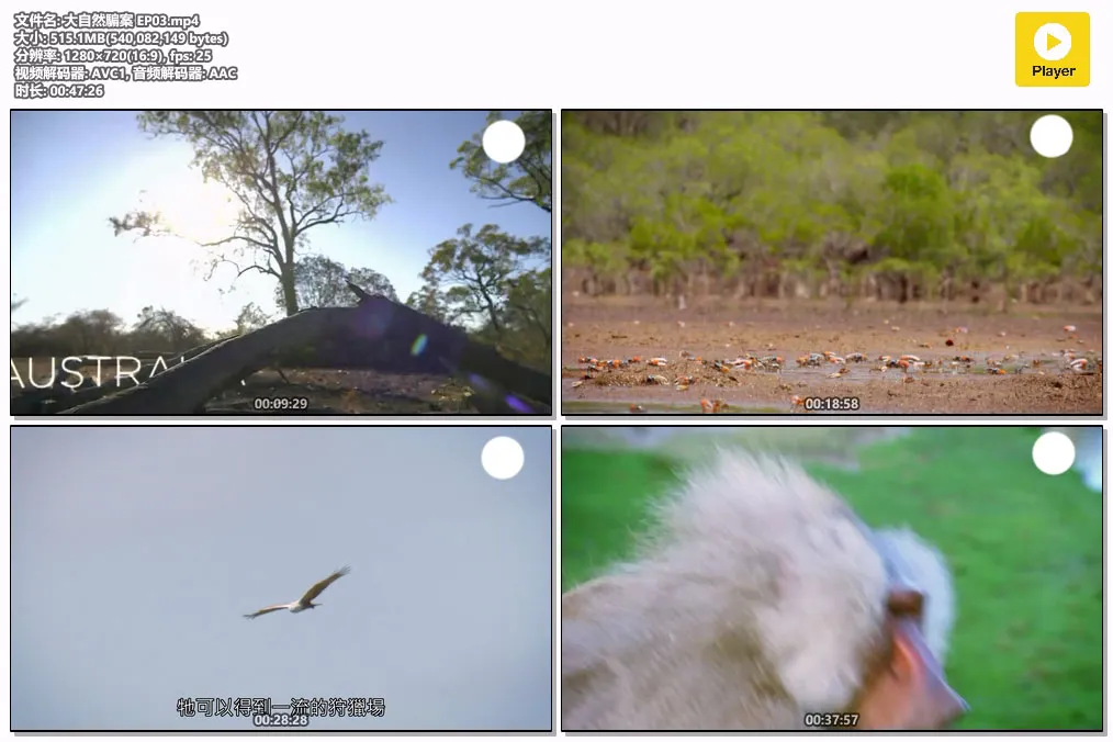 大自然騙案 EP03.mp4.webp