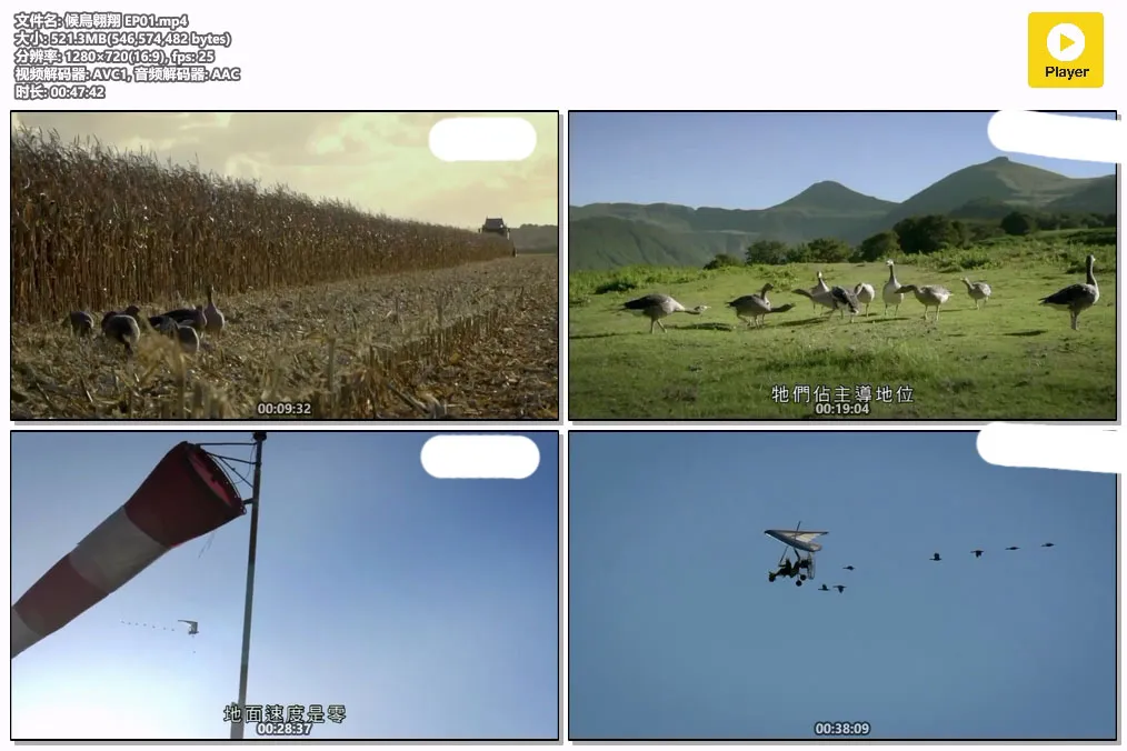 候鳥翱翔 EP01.mp4.webp