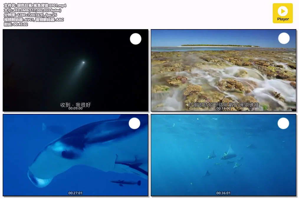 絕色狂鯊_鯊魚背後 EP01.mp4.webp