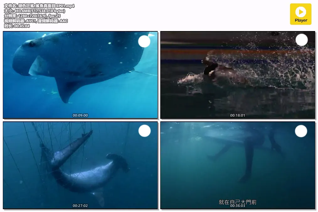 絕色狂鯊_鯊魚真面目 EP01.mp4.webp