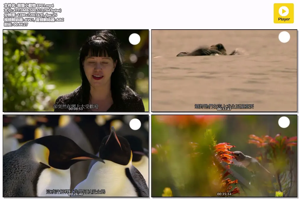 萌爆小動物 EP01.mp4.webp