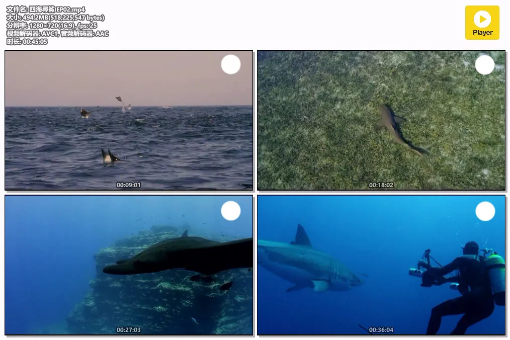 四海尋鯊 EP02.mp4.webp