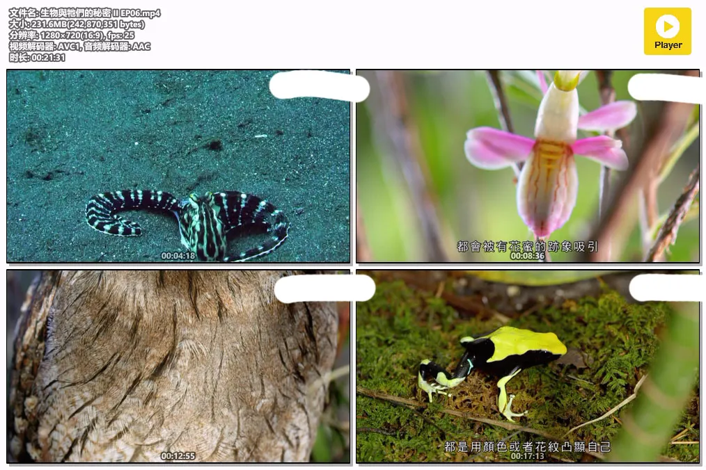 生物與牠們的秘密 II EP06.mp4.webp